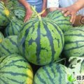 山东惠民高抗8号：胡集马真