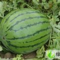 河北清苑京欣：张登镇新玲