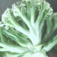 江苏沛县白面青梗松花菜：和构造王云