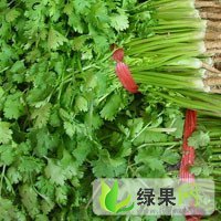 陕西乾县香菜：大杨镇王先生