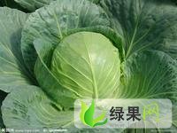 内蒙古翁牛特旗中甘21甘蓝：乌丹镇王学兵