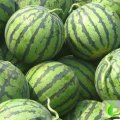 供应圆花瓜、长花瓜、黑无籽等