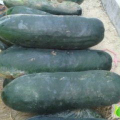 滕州市黑皮冬瓜