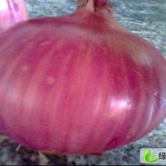 河南通许红皮洋葱和大蒜：西转盘张建坡