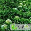 湖北钟祥新红宝：东桥镇史可宾