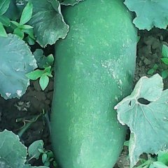 山东郯城子弹头黑皮冬瓜：红花乡岳崇潮