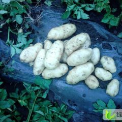 山东安丘荷兰十五：三十里张海明