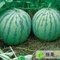 河南扶沟黑皮无籽：吕潭乡林继中