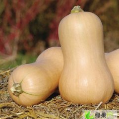 湖南冷水滩阿根廷奶油南瓜：伊塘镇桂建文