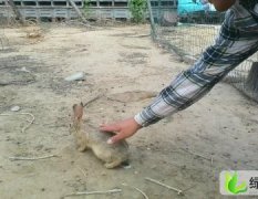 山东沾化：李景涛百姓生态野兔养殖