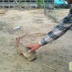 山东沾化：李景涛百姓生态野兔养殖