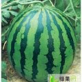 河北邱县京欣西瓜：县城 梁宇