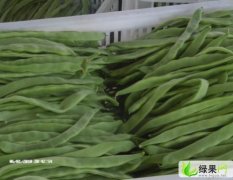 山西应县无公害蔬菜大量上市了