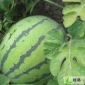 河北清苑京欣：东吕乡苏革军