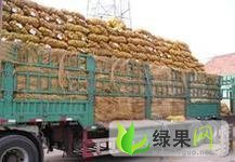 辽宁省锦凌海市荷兰十五土豆7月大量上了