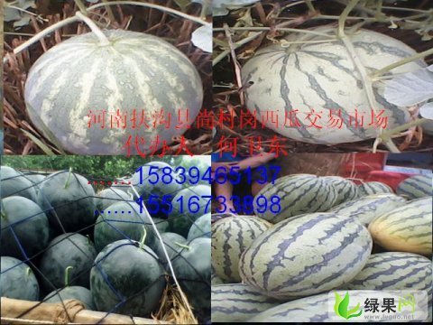 花皮无籽价格