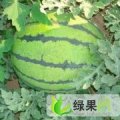 内蒙通辽新农8号、京欣热卖！