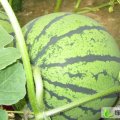 湖北钟祥花皮无籽：官庄湖马林