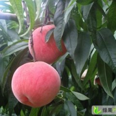 陕西大荔沙红桃：范家镇李拓