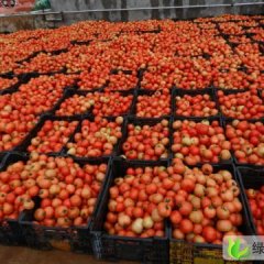 云南泸西贝特：午街铺毕