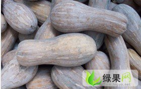 湖北嘉鱼金韩密本南瓜：潘家湾周劲林