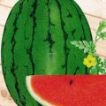 山东惠民高亢8号 京心：肖万瓜石经理