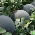 湖北钟祥花皮无籽：官庄湖牛先生