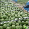 河南通许花皮无籽：犁掩庄张
