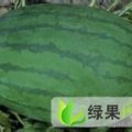 数十万亩西瓜欢迎您来订购