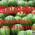 清苑县优质西瓜出售:15028293232