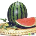 河北清苑瑞星京欣美冠：北和庄王香菊