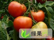河北万全无公害西红柿：北辛屯任丽芬