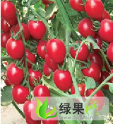 河南华龙樱桃西红柿：新习乡王保胜