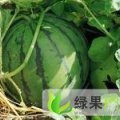 山东惠民新红宝：胡集 伊丙俊