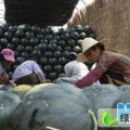 河南扶沟黑皮无籽：吕潭乡陈银锤