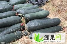 河南中牟子弹头黑皮冬瓜：韩寺镇李郑强