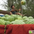 河南扶沟黑皮无籽黑美人