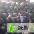 湖北松滋大量供应黑皮无籽西瓜《洞庭一号》