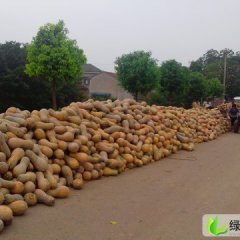 湖北大型蔬菜基地南瓜大量上市 潘家湾王明明
