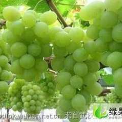 陕西大荔无核青提：双泉镇李铁牛