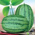 山东惠民黑花皮：姜楼镇