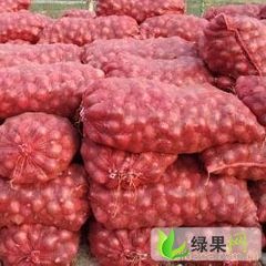 山东惠民红皮洋葱：李庄镇周先生