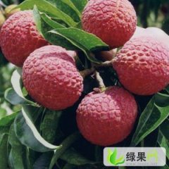 广东阳西玉荷包：广东阳许诺