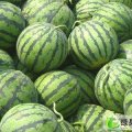 山东惠民京欣：新店镇巩先生