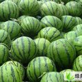 河北清苑西瓜九一：石桥乡王先生