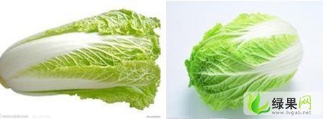 河南淮阳91-12白菜：鲁台镇鲁元琴