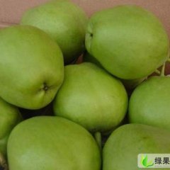 陕西蒲城早熟梨：陈庄镇马德森