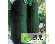 山东郯城子弹头黑皮冬瓜：红花镇周先生