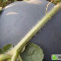 湖北江陵黑皮无籽：文村红卫