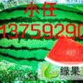 新疆昌吉市炮弹瓜：老龙河任炳辉